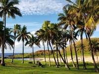 Palm-lined gardens at Nayara Easter island overlooking the coast with ocean views and green hills beyond. 