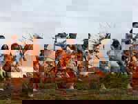 Traditional Rapa Nui dancers in costume perform on Easter Island with ocean backdrop and cultural heritage on display. 
