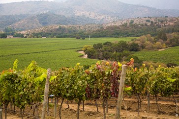 Stunning views of the vineyard