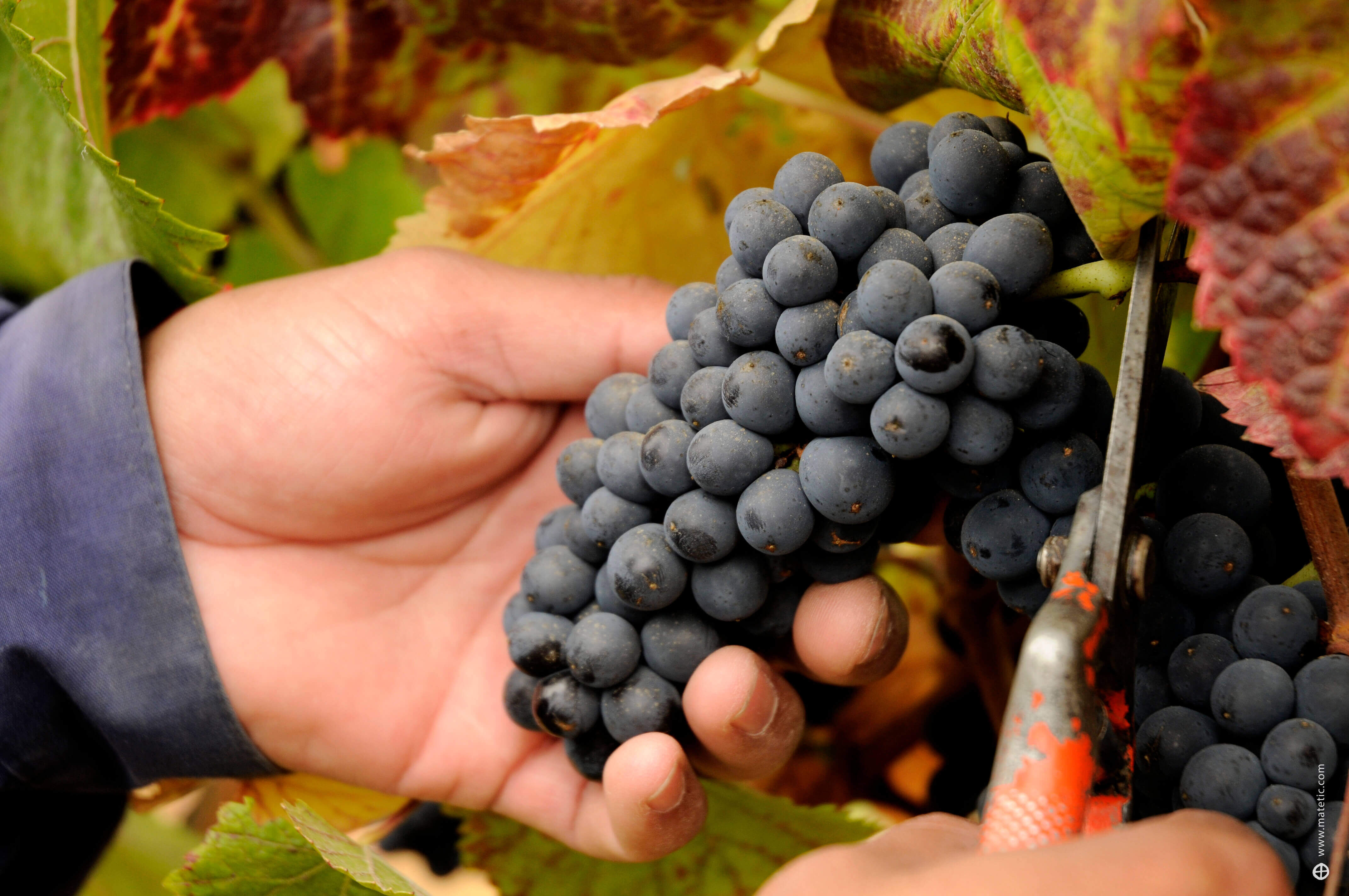 Grapes ready for harvesting 