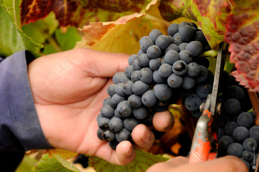Grapes ready for harvesting 