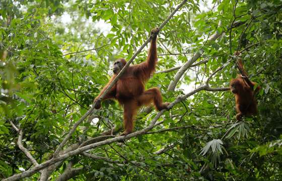 A Sumatran orangutan mother with her baby climbing through the trees in the jungle near Bukit Lawang, Sumatra. 