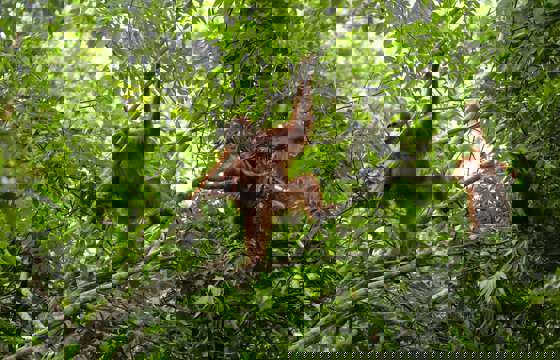 A Sumatran orangutan mother with her baby climbing through the trees in the jungle near Bukit Lawang, Sumatra. 
