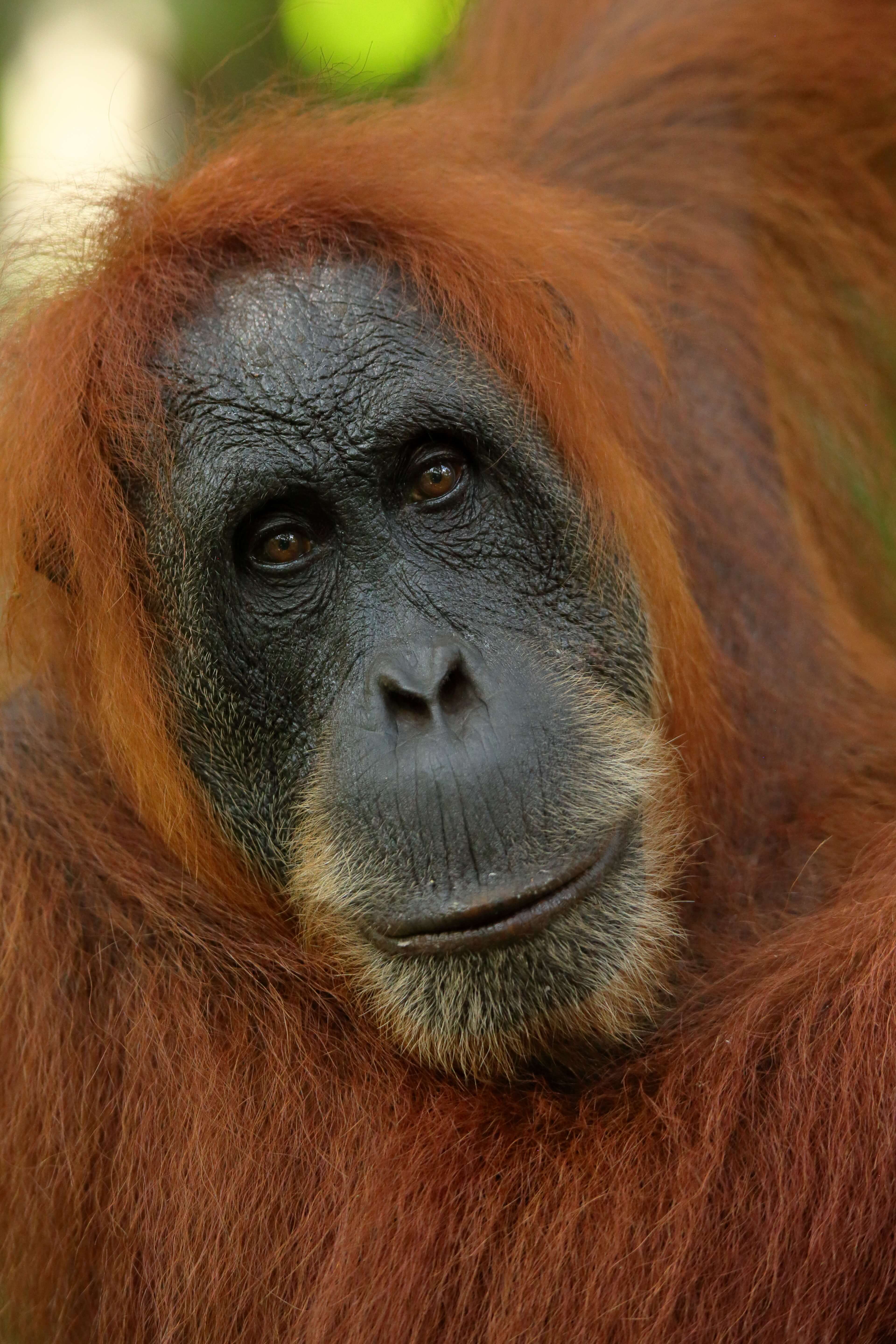 Close-up portrait of a Sumatran orangutan with expressive eyes and reddish fur in the jungle of northern Sumatra. 