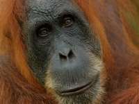 Close-up portrait of a Sumatran orangutan with expressive eyes and reddish fur in the jungle of northern Sumatra. 