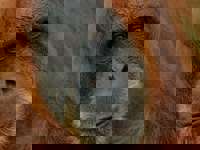 Portrait 1