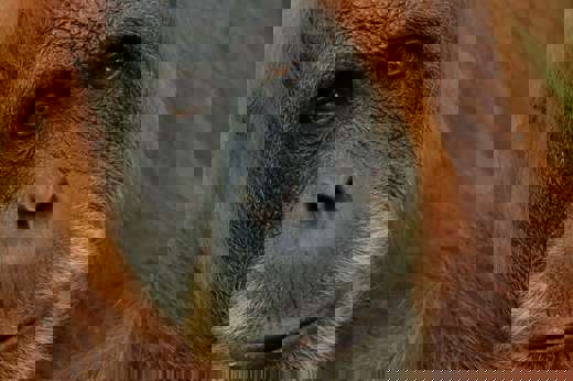 Close-up portrait of a Sumatran orangutan with expressive eyes and reddish fur in the jungle of northern Sumatra. 