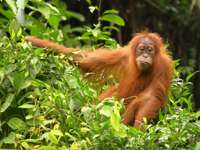 A Sumatran orangutan peers from dense jungle foliage in Sumatra, Indonesia's lush rainforest. 
