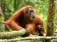 A Sumatran orangutan rests on a tree branch in the lush rainforest of Indonesia, calmly observing its surroundings. 