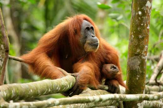 A Sumatran orangutan rests on a tree branch in the lush rainforest of Indonesia, calmly observing its surroundings. 