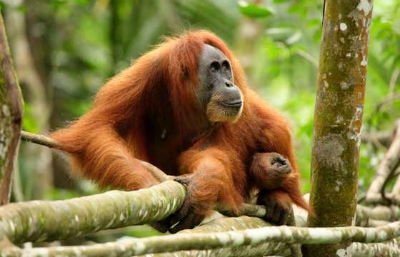 A Sumatran orangutan rests on a tree branch in the lush rainforest of Indonesia, calmly observing its surroundings. 