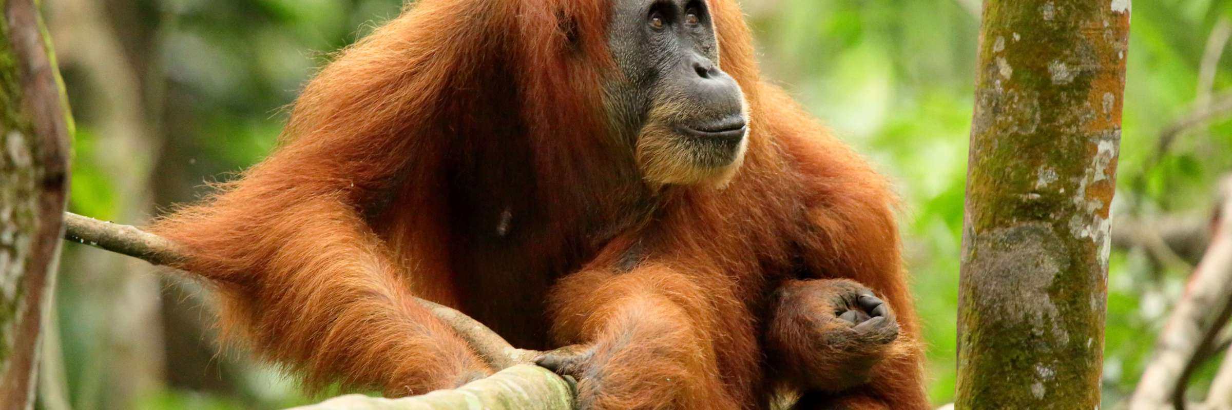 A Sumatran orangutan rests on a tree branch in the lush rainforest of Indonesia, calmly observing its surroundings. 
