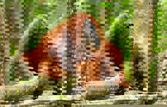 A Sumatran orangutan rests on a tree branch in the lush rainforest of Indonesia, calmly observing its surroundings.