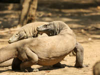 Komodo Dragons