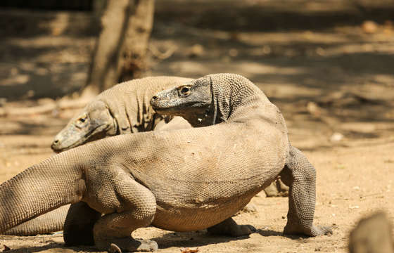 Two Komodo dragons bask on the sunlit ground of Komodo Island, Indonesia. 