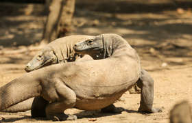 Komodo Dragons