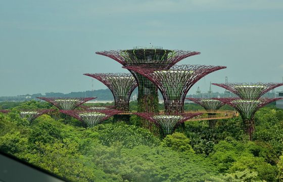 Supertree Grove rising above lush greenery at Gardens by the Bay in Singapore under a clear blue sky. 