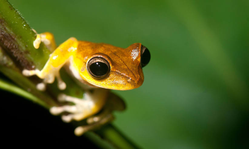 Fauna Amphibians & Reptiles Jeff Cremer 