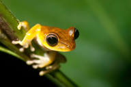 Fauna Amphibians & Reptiles Jeff Cremer