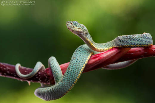 Fauna, amphibians & reptiles - Lucas Bustamante