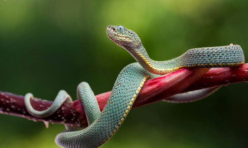 Fauna, amphibians & reptiles - Lucas Bustamante