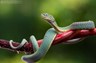 Fauna, amphibians & reptiles - Lucas Bustamante