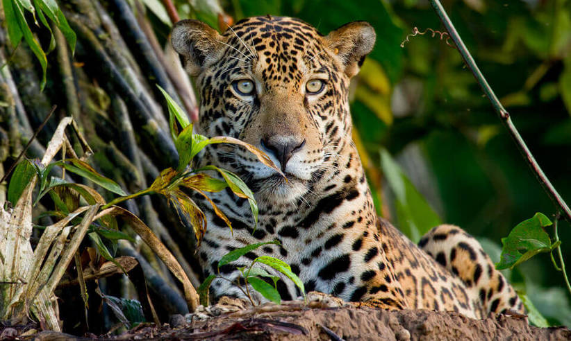 Jaguar - by Lucas Bustamante