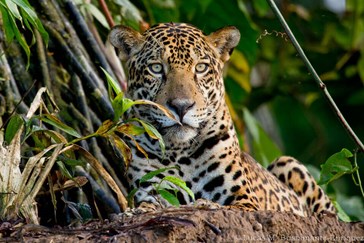 Jaguar - by Lucas Bustamante
