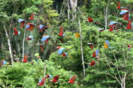 Flash macaws at chuncho claylick - by Carl Safina