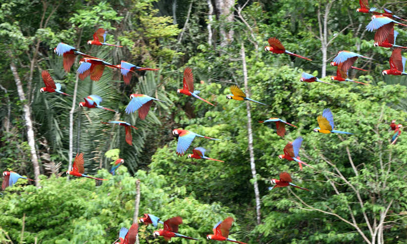 Flash macaws at chuncho claylick - by Carl Safina