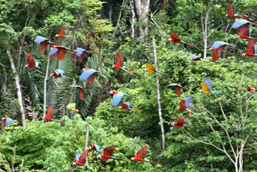 Flash macaws at chuncho claylick - by Carl Safina
