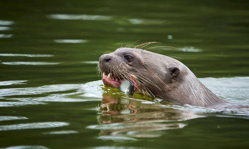 Giant river otter - by Paul Bertner