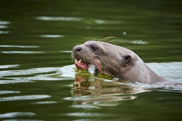 Giant river otter - by Paul Bertner