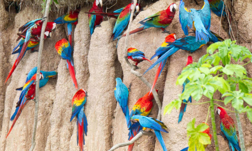 Colpa mealy parrots - by Jeff Cremer