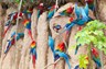 Colpa mealy parrots - by Jeff Cremer