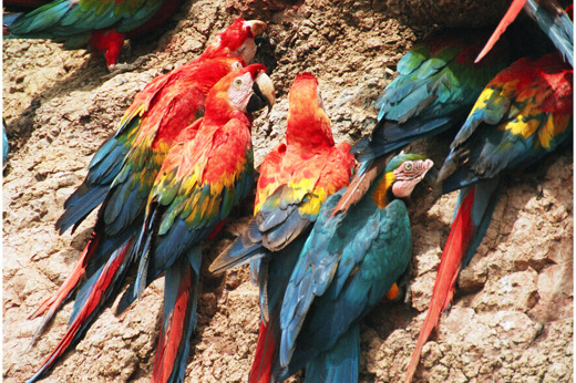Macaws and parrots clay licks - by Lianne Herbruck