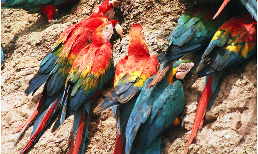 Macaws and parrots clay licks - by Lianne Herbruck