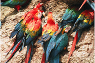 Macaws and parrots clay licks - by Lianne Herbruck