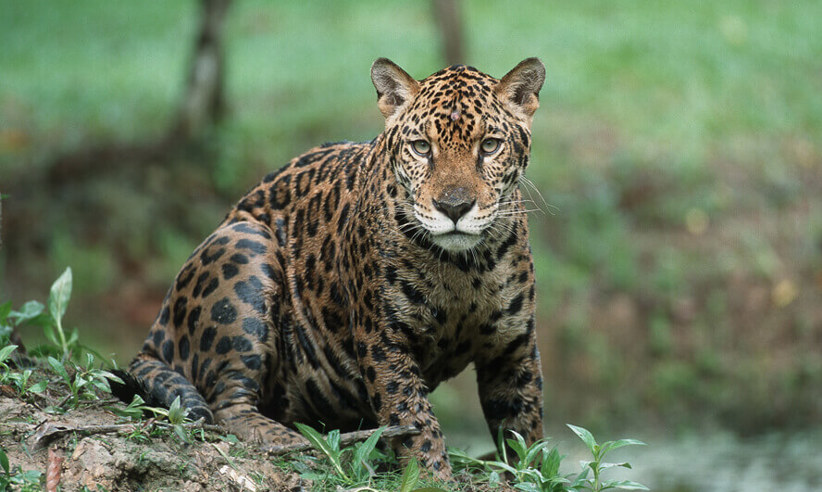 Jaguar - by Thomas Marrent