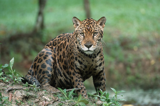 Jaguar - by Thomas Marrent