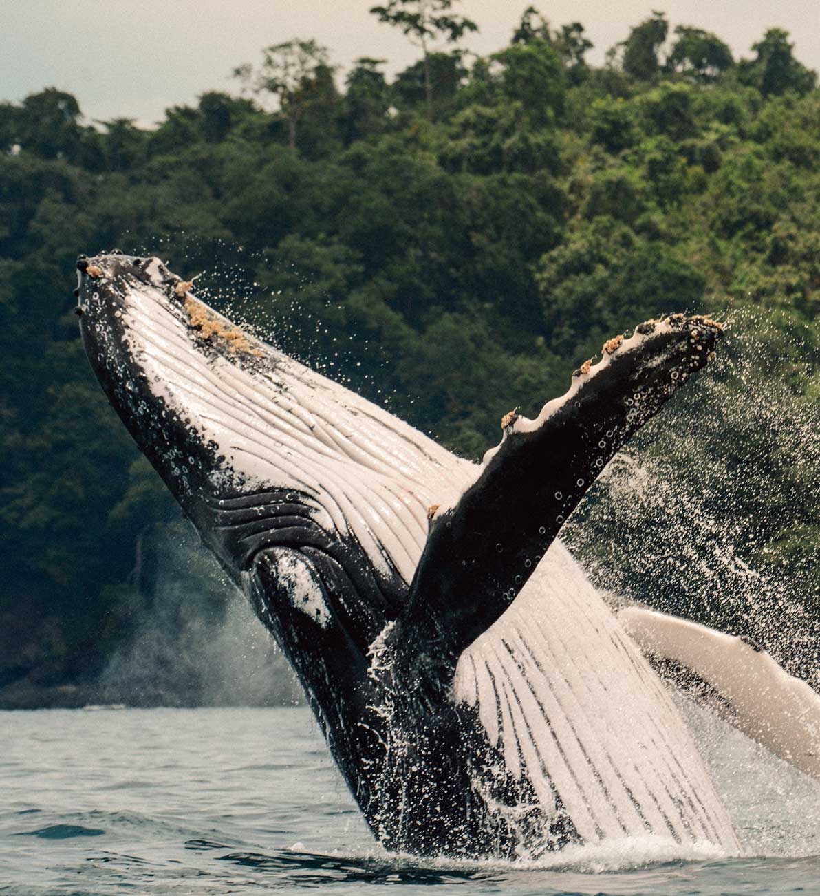 Go whale watching 