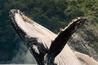 Go whale watching 