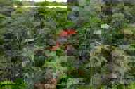 Your retreat in the Amazon