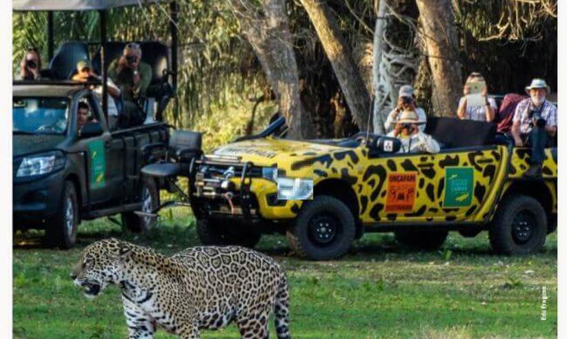 Spotting a Jaguar
