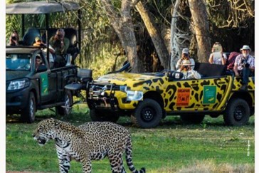 Spotting a Jaguar