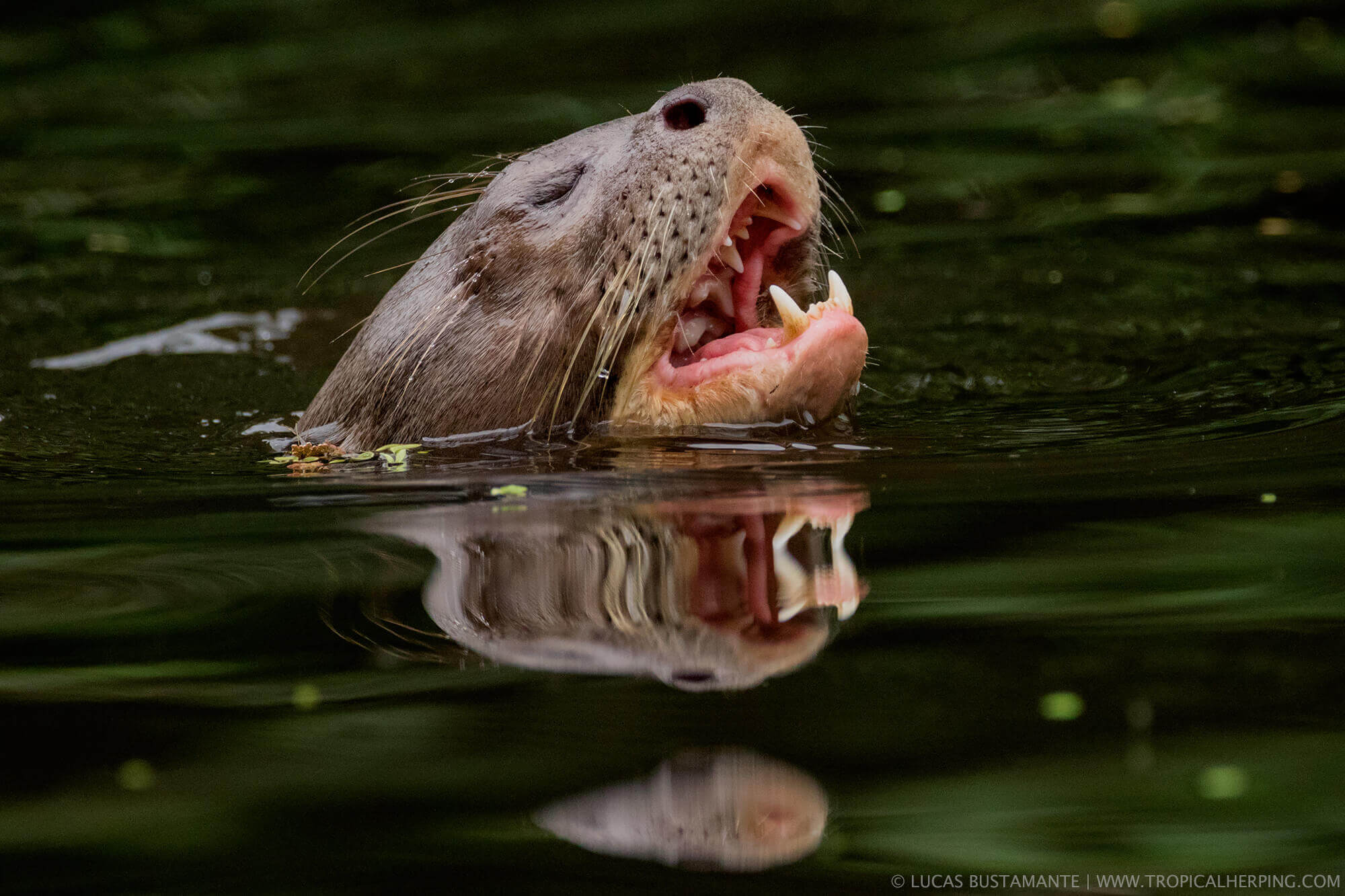 Discover incredible wildlife