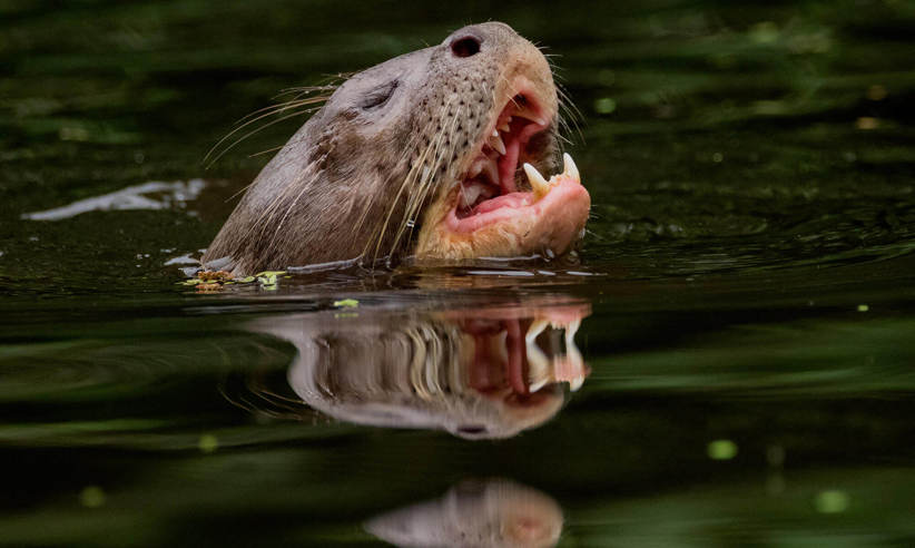 Discover incredible wildlife