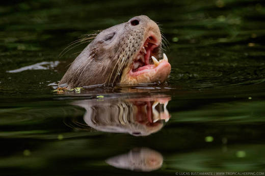 Discover incredible wildlife
