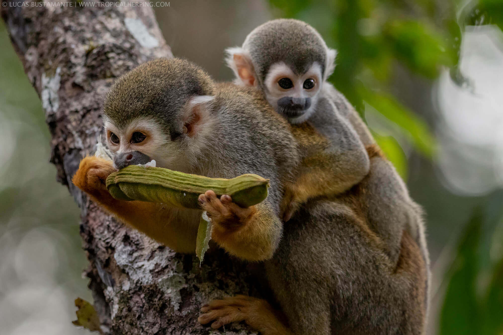 Monkeys in the rainforest