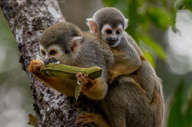 Monkeys in the rainforest